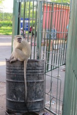 Vervet Monkey in the trash