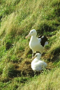 Royal Albatross and chick