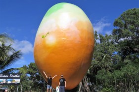 World's Biggest Mango!
